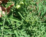 عکس مرحله 2 از دستور ترشی کال گوجه🍅