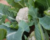 A picture of step 1 of Vegetables soya chunk Biryani cauliflower.