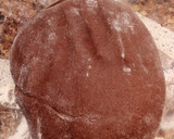 Foto del paso 5 de la receta: Cookies de brownie 🍫