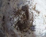 A picture of step 10 of Banana and Peanut Khara Cake.
