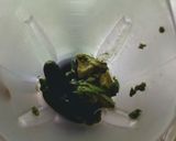 Foto del paso 1 de la receta: Salsa verde taquera