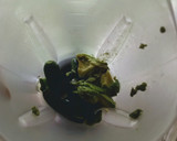 Foto del paso 1 de la receta: Salsa verde taquera