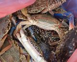 Foto langkah ke 1 dari resep Kepiting kukus.