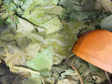 برگ مو ، برگ دلمه