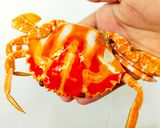Foto langkah ke 1 dari resep 23. Rajungan Saus Padang🌻🦀🌻🦀🌻🦀🌻🦀.