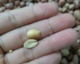 Hình bước làm 3 của món Đậu phộng rang mắm tỏi