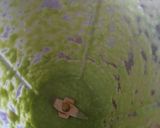 A picture of step 5 of AlmondBroccoliSoup.