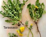 Foto del passaggio 2 della ricetta Pesto di foglie di Tarassaco