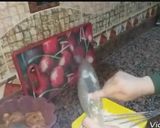صورة لخطوة 2 من وصفة الفراخ الستربس المقرمشه والارز الريزو وكمان الصوص الخطير