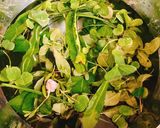 Hình bước làm 1 của món Canh Chua Chả Cá
