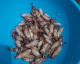 Foto langkah ke 4 dari resep Sambal baby cumi petai moodbooster.