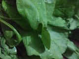Spinach gravy