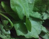 A picture of step 1 of Spinach gravy.