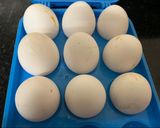 A picture of step 1 of Masala Omelette.