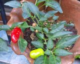 Foto del paso 1 de la receta: Salsa picante de hierbas frescas y ají de la mala palabra