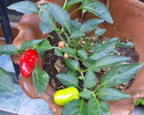 Foto del paso 1 de la receta: Salsa picante de hierbas frescas y ají de la mala palabra