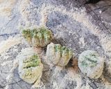 Foto del paso 6 de la receta: Ñoquis de espinaca y ricotta