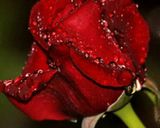 صورة لخطوة 5 من وصفة صينية الخضار او الكشكوله
