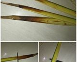 Foto langkah ke 1 dari resep Ketupat Sayur Godog.