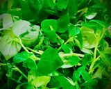 Hình bước làm 1 của món Salad Rau Càng Cua, Trứng, Thịt Bò