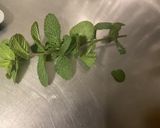 Une image de l'étape 5 de Boisson énergisante et detoxifiante au gingembre, menthe, citron et épices.