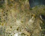 Foto langkah ke 3 dari resep Aromatic Chicken Bone With Baso (Sop Tulang Ayam Rempah dengan Baso).