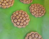 Foto del paso 4 de la receta: Galletitas tipo Granix