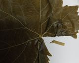 A picture of step 4 of Stuffed Grape Leaves Batch 5.