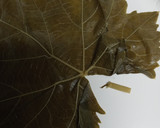 A picture of step 4 of Stuffed Grape Leaves Batch 5.