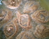 A picture of step 8 of Chebakia.