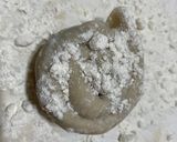 水餃皮蔥油餅的食譜步驟5照片
