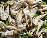 炒長豆 / 當季家常菜的食譜步驟3照片
