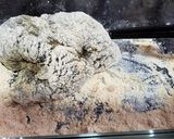 黃豆粉黑糖蕨餅的食譜步驟8照片