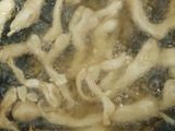 Jamur Kriuk
