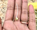 A picture of step 2 of Sprouts.