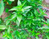 Hình bước làm 1 của món Xôi lá cẩm thịt xá xíu