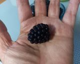 Foto del paso 2 de la receta 317. Batido de Moras
