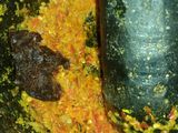 Kepiting Asem Pedes
