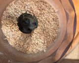 Az én szilvás gombócom (vegán) recept fázis 7 fotója