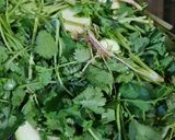 Foto del paso 2 de la receta: Sopa de calabacita con cilantro