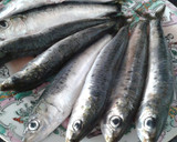 Foto del paso 1 de la receta: Sardinas asadas al horno