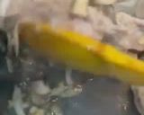 صورة لخطوة 3 من وصفة مقلوبة لحم