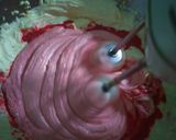 Foto langkah ke 5 dari resep Cake beetroot (Buah beet) kukus.