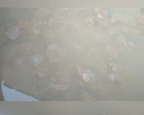 A picture of step 4 of Danwake.