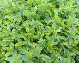 صورة لخطوة 3 من وصفة بطاطا بنكهة النعناع 🌿 والخضر 😍☆♡