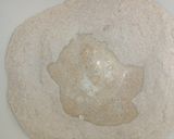 Foto del paso 1 de la receta: Pan dulce apto para diabéticos