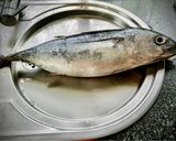 Foto del paso 1 de la receta: Bonito encebollado