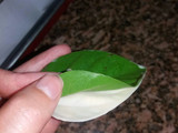 Hojitas de chocolate