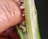 A picture of step 2 of Bhindi Fry /Kurkuri bhindi.