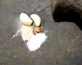 Foto langkah ke 1 dari resep Perkedel Kentang Kornet.
